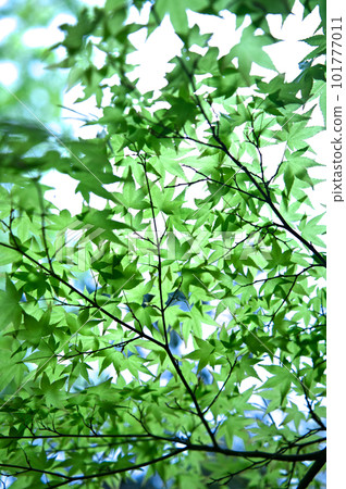 透明的秋葉 101777011