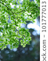 深綠色的秋葉 101777013