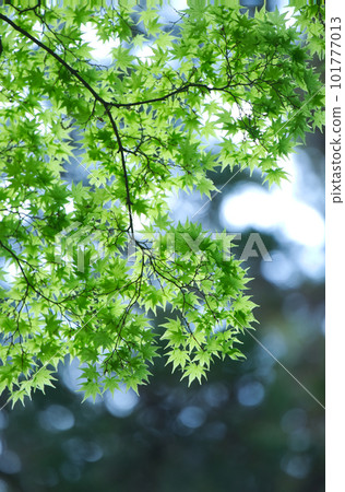 dark green autumn leaves 101777013