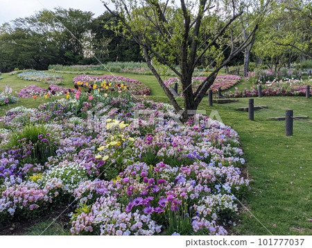 A field of flowers blooming in the park 101777037