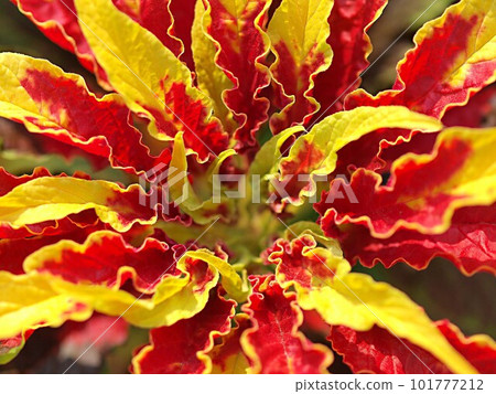葉雞冠花特寫 101777212
