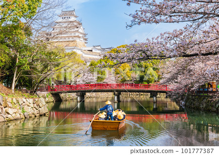 Himeji Castle with cherry blossoms in full bloom Japanese-style boats and the main keep Himeji Castle with cherry blossoms in full bloom Japanese-style boats and the main keep 101777387