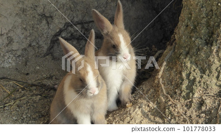 look-alike brother 101778033