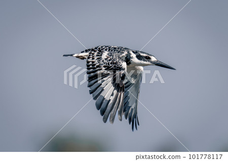 Pied kingfisher with catchlight flies over trees 101778117