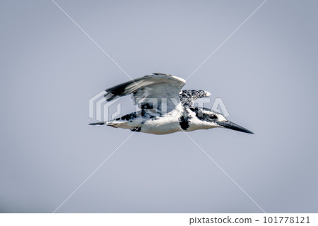 Pied kingfisher with catchlight in blue sky 101778121