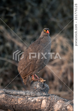 Red-billed spurfowl on log turning to camera 101778128