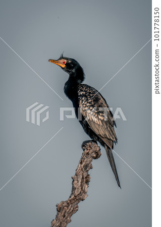 Reed cormorant on tree stump with catchlight 101778150