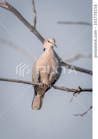 Ring-necked dove on branch staring at camera Ring-necked dove on branch staring at camera 101778158