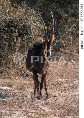 Sable antelope stands by bushes facing camera 101778164