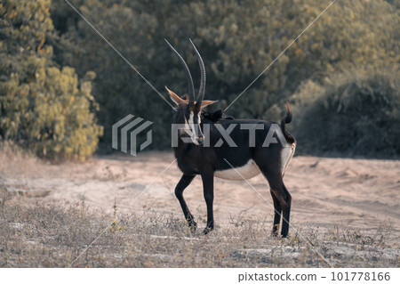 Sable antelope stands by track turning round Sable antelope stands by track turning round 101778166