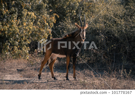 Sable antelope stands eyeing camera in clearing Sable antelope stands eyeing camera in clearing 101778167