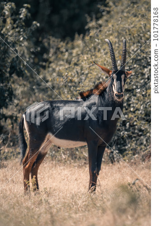Sable antelope stands in clearing eyeing camera Sable antelope stands in clearing eyeing camera 101778168