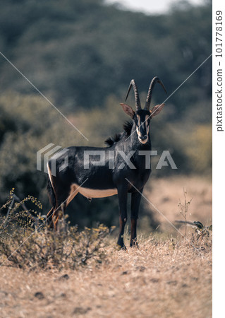 Sable antelope stands in clearing watching camera Sable antelope stands in clearing watching camera 101778169