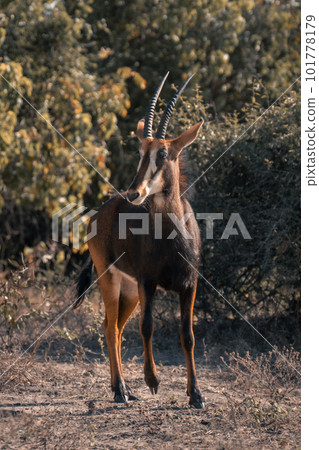 Sable antelope stands watching camera near bushes Sable antelope stands watching camera near bushes 101778179