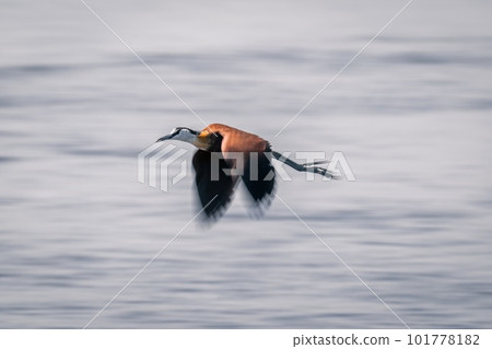 Slow pan of African jacana over river Slow pan of African jacana over river 101778182