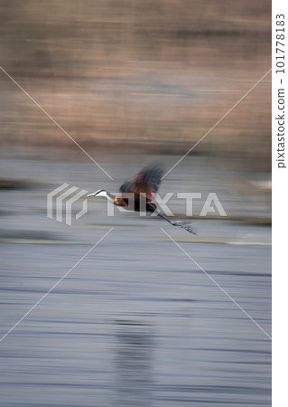 Slow pan of African jacana over water 101778183