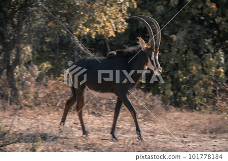 Slow pan of sable antelope crosses clearing Slow pan of sable antelope crosses clearing 101778184