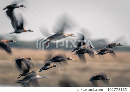 Slow pan of white-faced whistling-ducks taking off Slow pan of white-faced whistling-ducks taking off 101778185