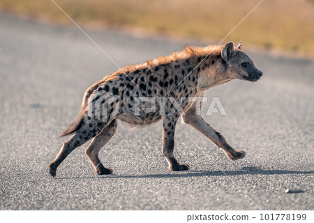 Spotted hyena jogs across road in sunshine 101778199