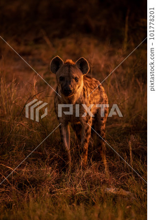 Spotted hyena standing in grass watching camera Spotted hyena standing in grass watching camera 101778201