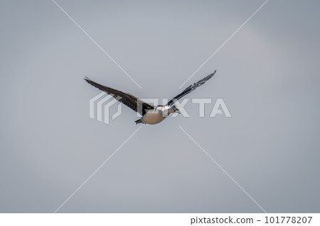 Spur-winged goose flies raising wings in sunshine 101778207