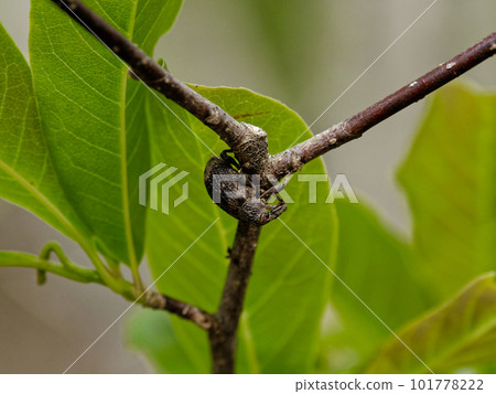 Observed on a branch of the magnoliaceae family of magnolia Observed on a branch of the magnoliaceae family of magnolia 101778222