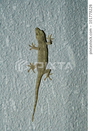 我們身邊的爬行動物 灰色體色的日本壁虎 我們身邊的爬行動物 灰色體色的日本壁虎 101778226