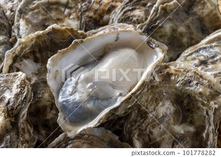 美味的牡蠣和新鮮的海鮮 101778282