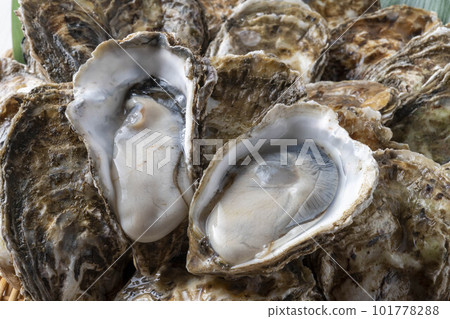 Delicious oysters with fresh seafood 101778288