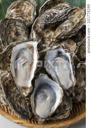 Delicious oysters with fresh seafood 101778290
