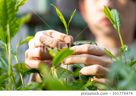 茶芽 採茶 茶葉 101778474