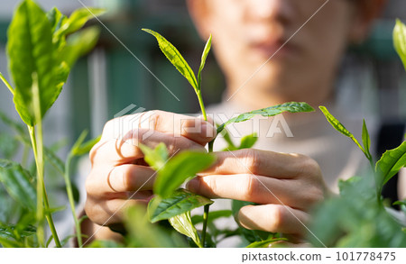 Tea sprouts Tea picking Tea leaves 101778475
