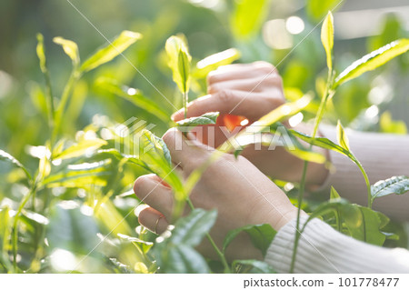 Tea sprouts Tea picking Tea leaves Tea sprouts Tea picking Tea leaves 101778477