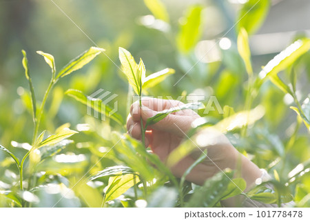 Tea sprouts Tea picking Tea leaves 101778478
