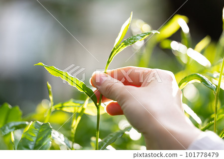 Tea sprouts Tea picking Tea leaves Tea sprouts Tea picking Tea leaves 101778479