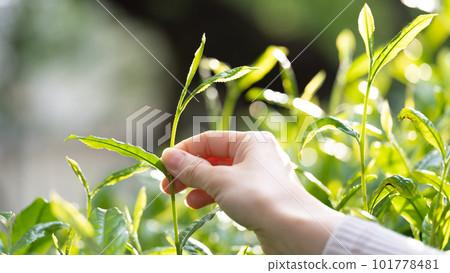 茶芽 採茶 茶葉 101778481