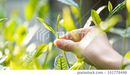 Tea sprouts Tea picking Tea leaves Tea sprouts Tea picking Tea leaves 101778490
