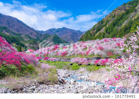 [Togenkyo] Hanamomo no Sato in Achi Village [Nagano Prefecture] 101778491