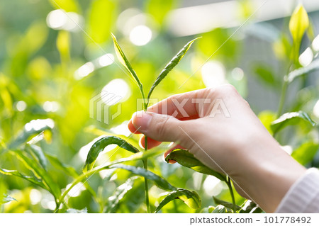 Tea sprouts Tea picking Tea leaves Tea sprouts Tea picking Tea leaves 101778492