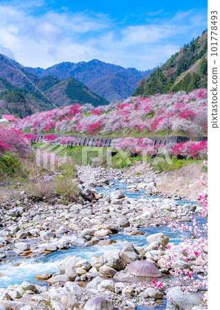 [Togenkyo] Hanamomo no Sato in Achi Village [Nagano Prefecture] 101778493