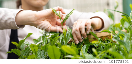 茶芽 採茶 茶葉 茶芽 採茶 茶葉 101778501