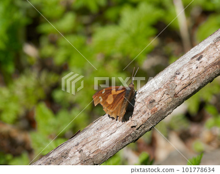 wintering butterfly proboscis wintering butterfly proboscis 101778634
