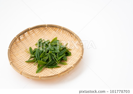 Tea sprouts leaves Tea sprouts leaves 101778703