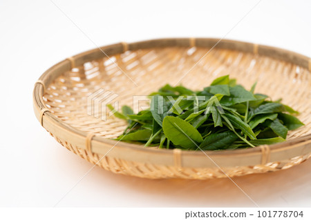 Tea sprouts leaves Tea sprouts leaves 101778704