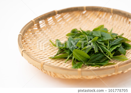 Tea sprouts leaves 101778705