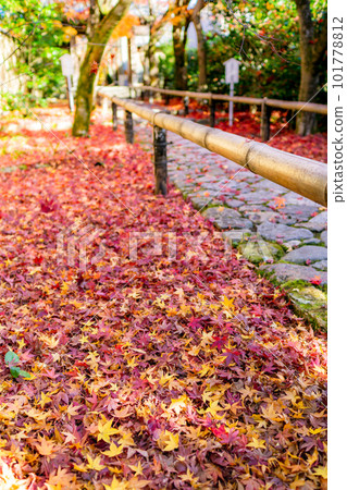 京都市北山 Koetsu-ji 寺的秋葉 Momiji 在路上 101778812