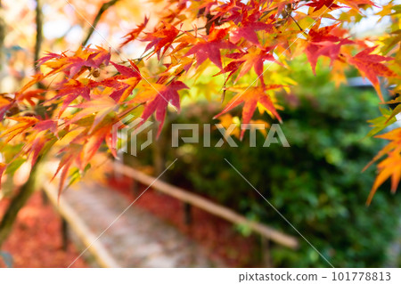 京都市北山 Koetsu-ji 寺的秋葉 Momiji 在路上 京都市北山 Koetsu-ji 寺的秋葉 Momiji 在路上 101778813