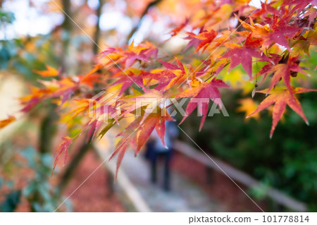 京都市北山 Koetsu-ji 寺的秋葉 Momiji 在路上 京都市北山 Koetsu-ji 寺的秋葉 Momiji 在路上 101778814