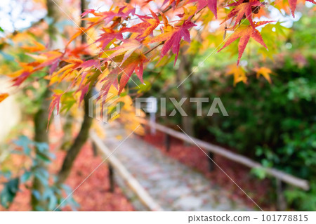 京都市北山 Koetsu-ji 寺的秋葉 Momiji 在路上 京都市北山 Koetsu-ji 寺的秋葉 Momiji 在路上 101778815