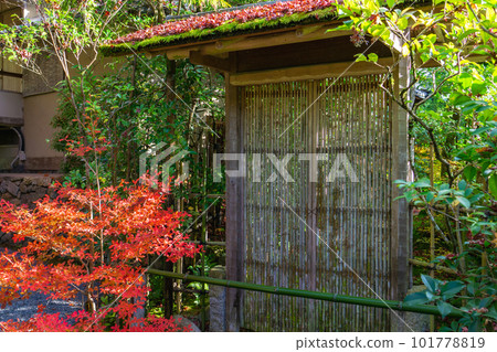 京都市北山 Koetsu-ji 寺的秋葉 Enkianthus 和大門 101778819